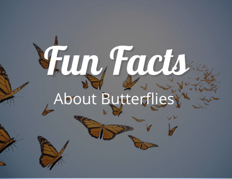 12 Amazing Fun Facts About Butterflies That Will Leave You Spellbound!