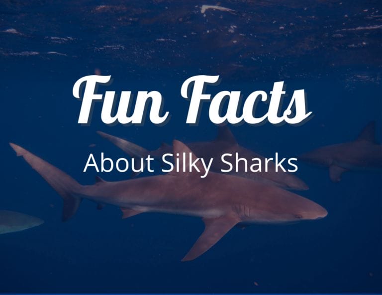 12 Astonishing Fun Facts About Silky Sharks You Won’t Believe!