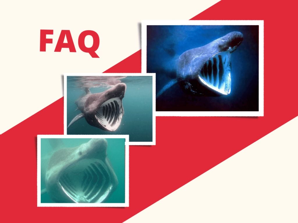 12 Fun Facts About Basking Sharks The Gentle Giants!