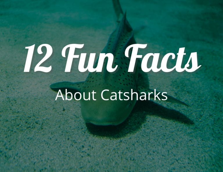 12 Fun Facts About Catsharks These facts will Blow your Mind!
