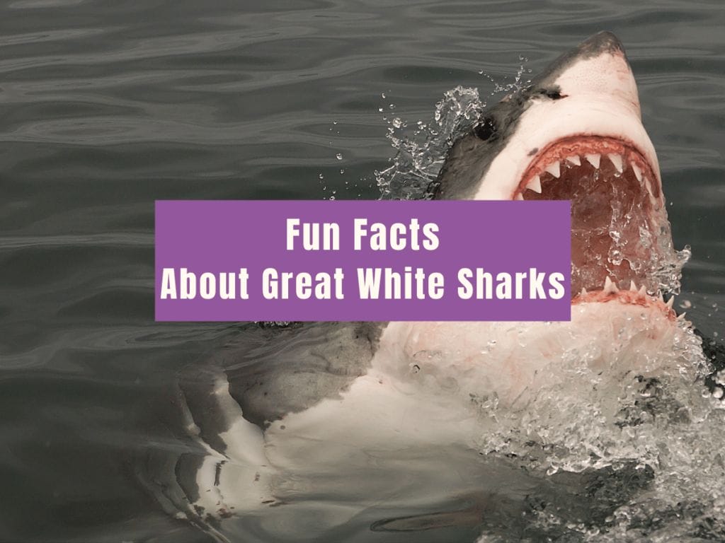 12 Fun Facts About Great White Shark (2)