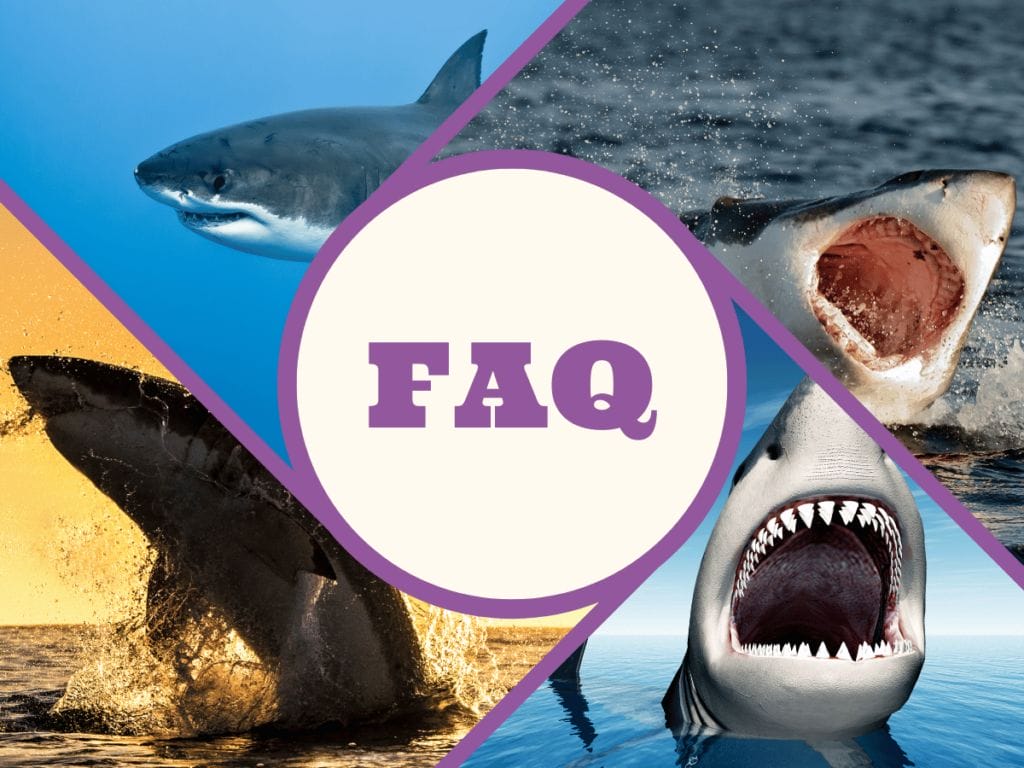 12 Fun Facts About Great White Shark (2)