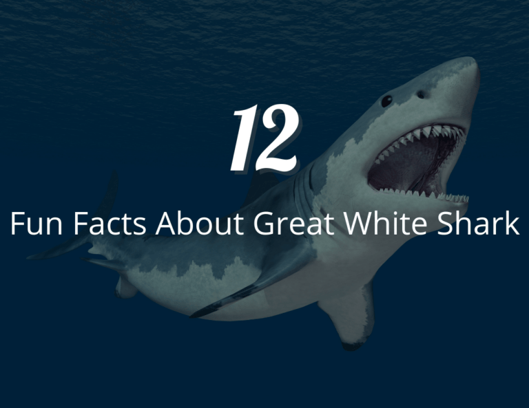 Prepare to Be Astonished: 12 Fascinating Fun Facts About Great White Sharks