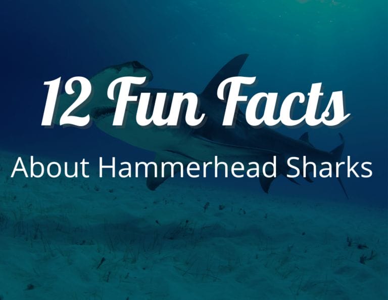 12 Fun Facts About Hammerhead Sharks: Learn About the Unique Shark Species