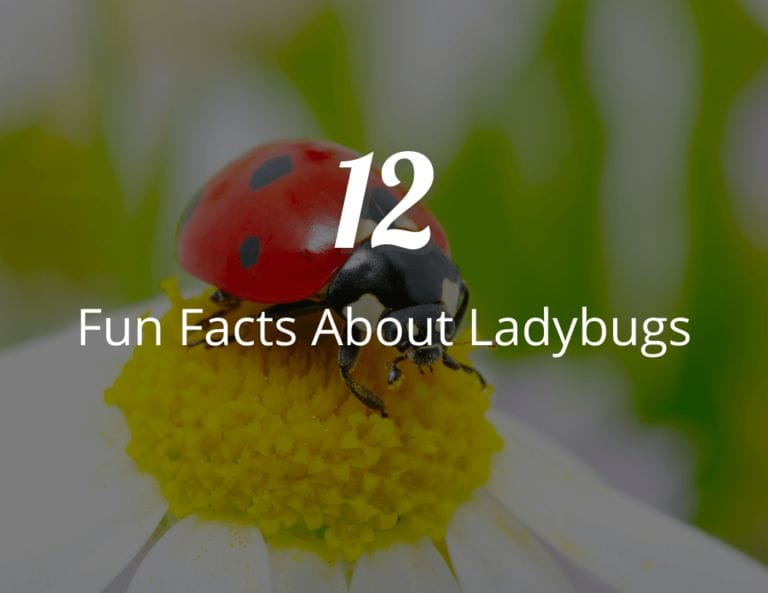 12 Fun Facts About Ladybugs: Good Luck or Pest Control?