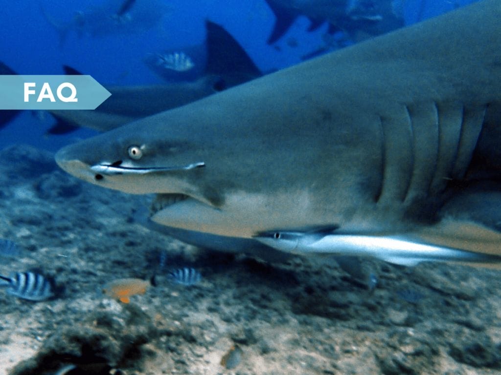 12 Fun Facts About Lemon Sharks