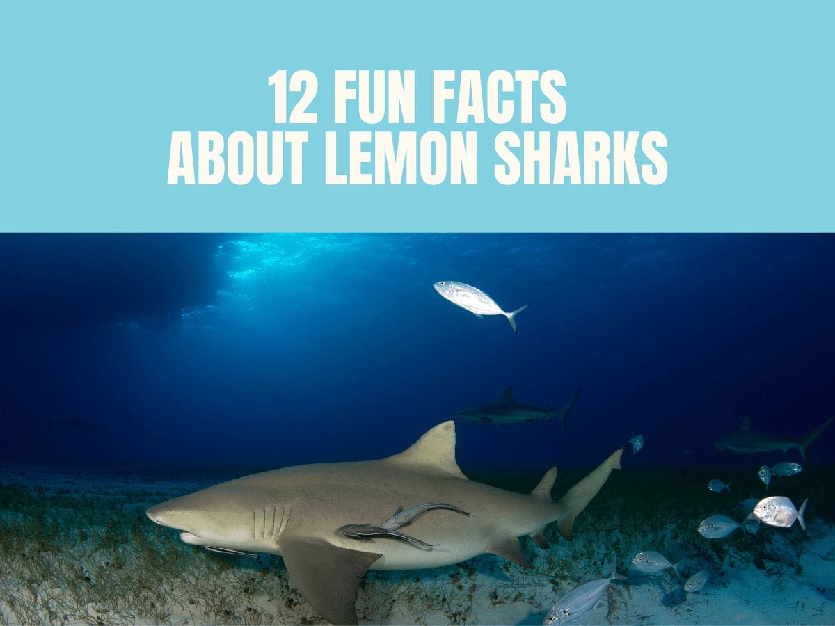 12 Mind-Blowing Fun Facts About Lemon Sharks You Never Knew
