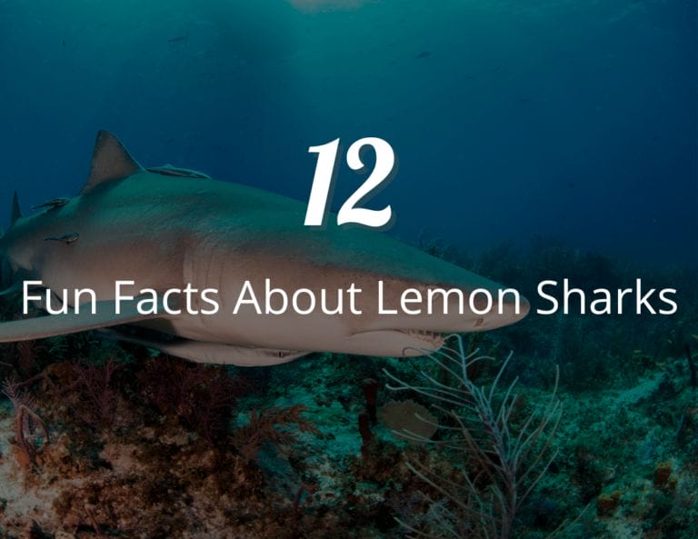 12 Mind-Blowing Fun Facts About Lemon Sharks You Never Knew!