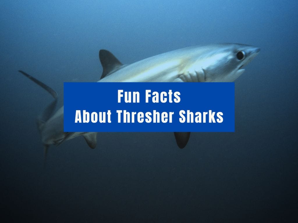12 Fun Facts About Thresher Sharks Uncovering the Mysteries