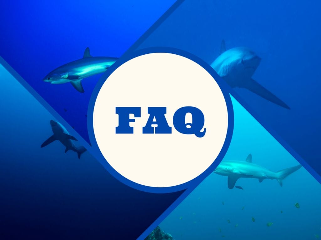 12 Fun Facts About Thresher Sharks Uncovering the Mysteries