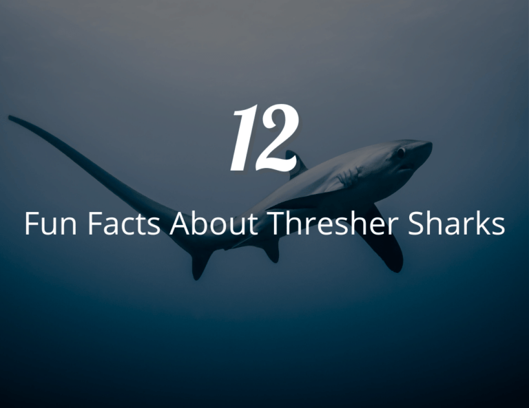 12 Fun Facts About Thresher Sharks: Uncovering the Mysteries