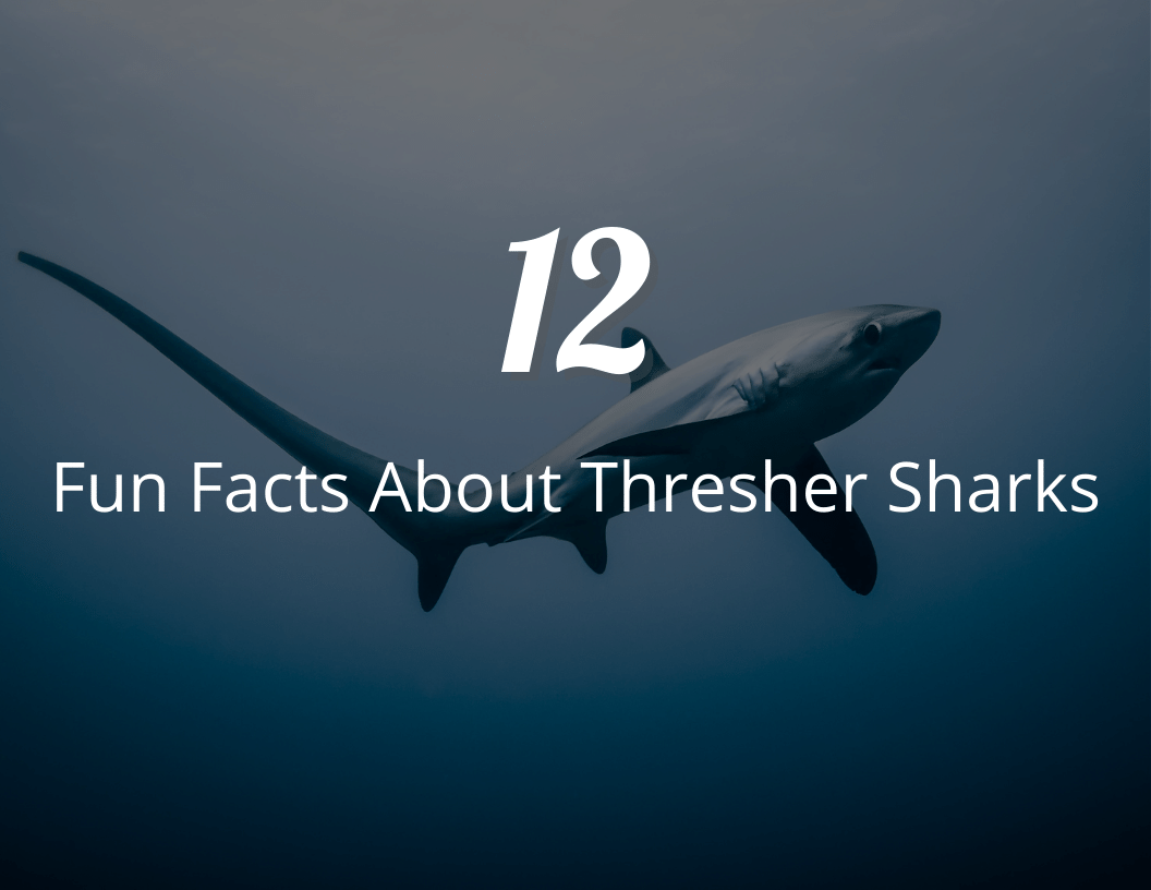 12 Fun Facts About Thresher Sharks Uncovering the Mysteries
