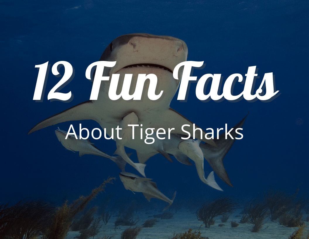12 Fun Facts About Tiger Sharks The Fourth-Largest Shark in the World
