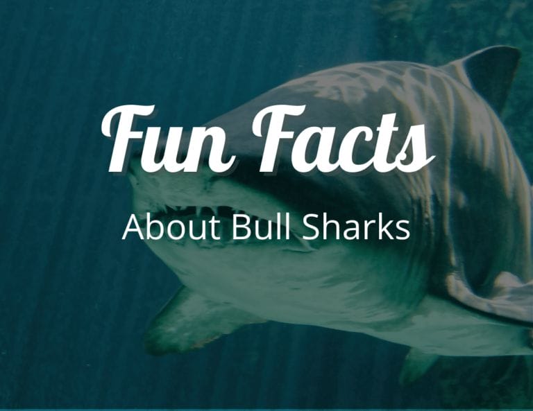 12 Jaw-Dropping Fun Facts About Bull Sharks That Will Leave You Stunned!