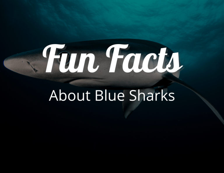 12 Unbelievable Fun Facts About Blue Sharks That Will Blow Your Mind!