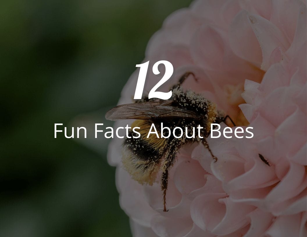 Beyond Honey 12 Fun Facts About Bees!