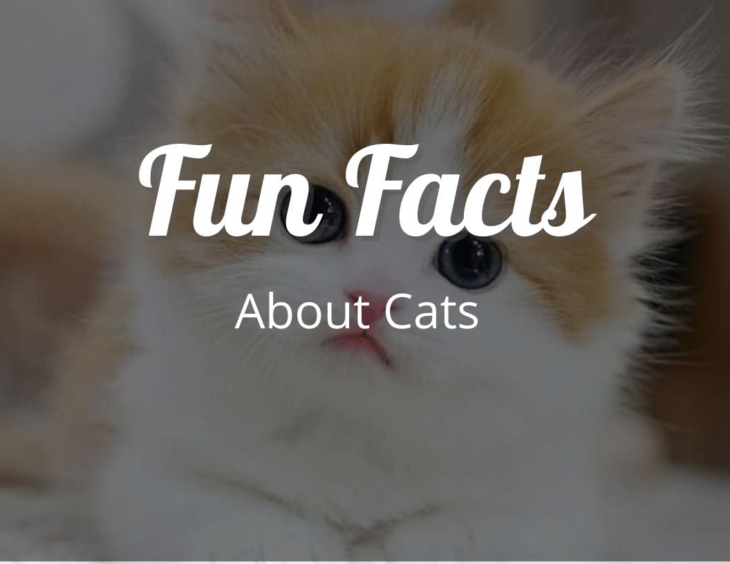 12 Purr-fect Fun Facts About Cats That Will Leave You Awestruck ...