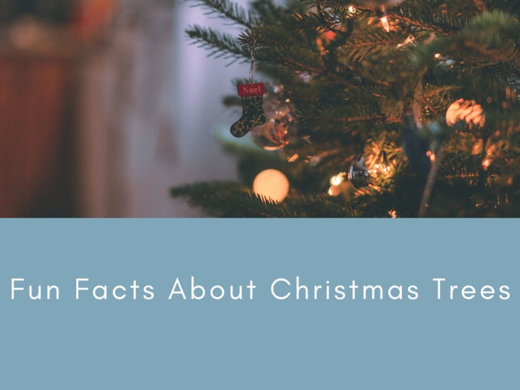 Fun Facts About Christmas Trees