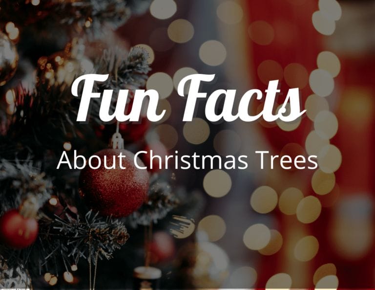 12 Sparkling Fun Facts About Christmas Trees That Will Light Up Your Festive Spirit!
