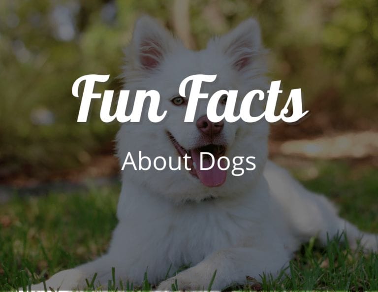 12 Paw-some Fun Facts About Dogs That Will Leave You Awestruck!