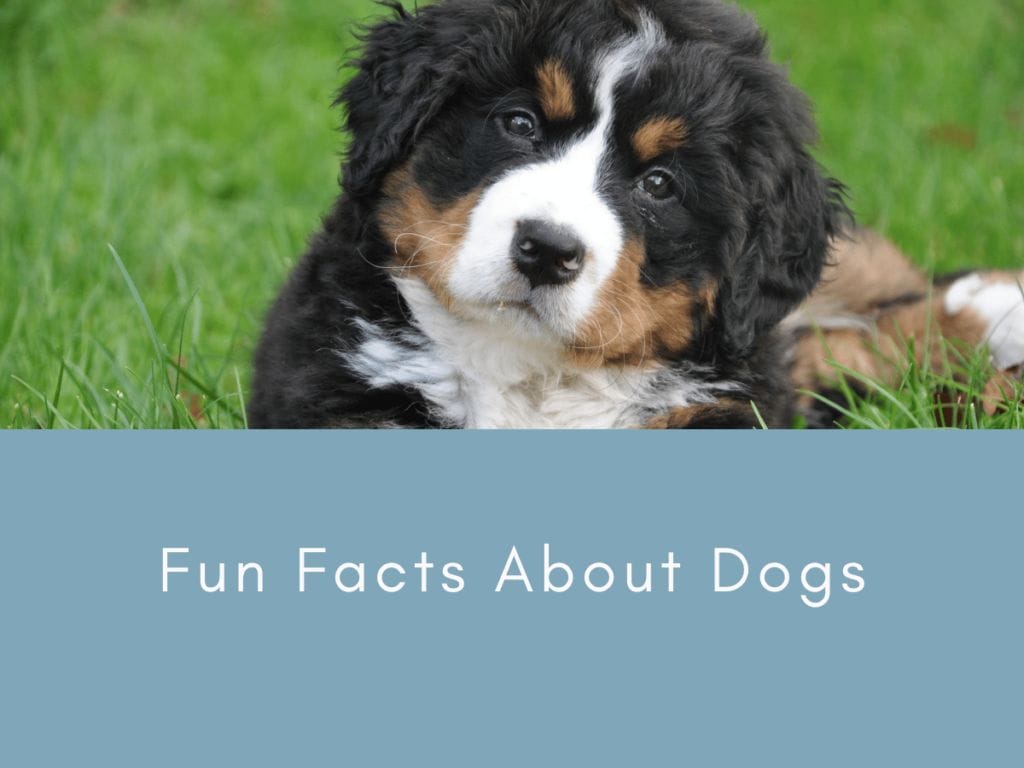 Fun Facts About Dogs