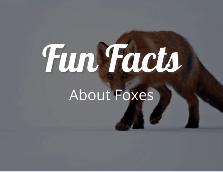 12 Fantastic Fun Facts About Foxes That Will Leave You Awestruck!