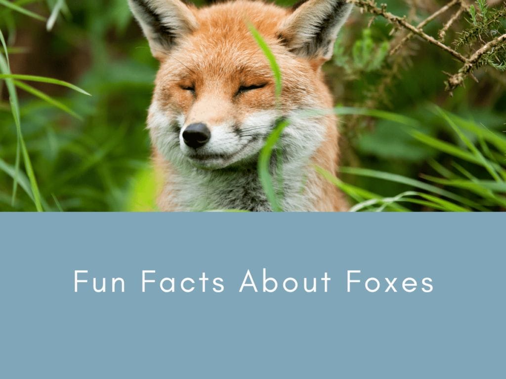 Fun Facts About Foxes