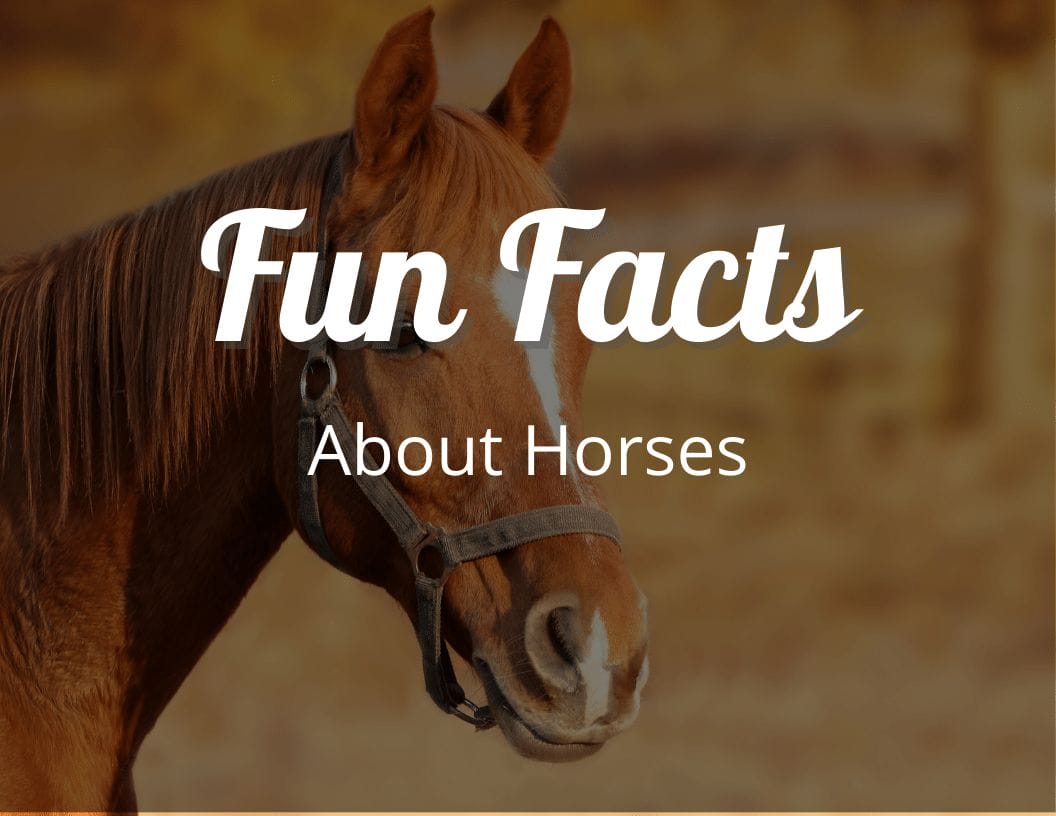 Fun Facts About Horses