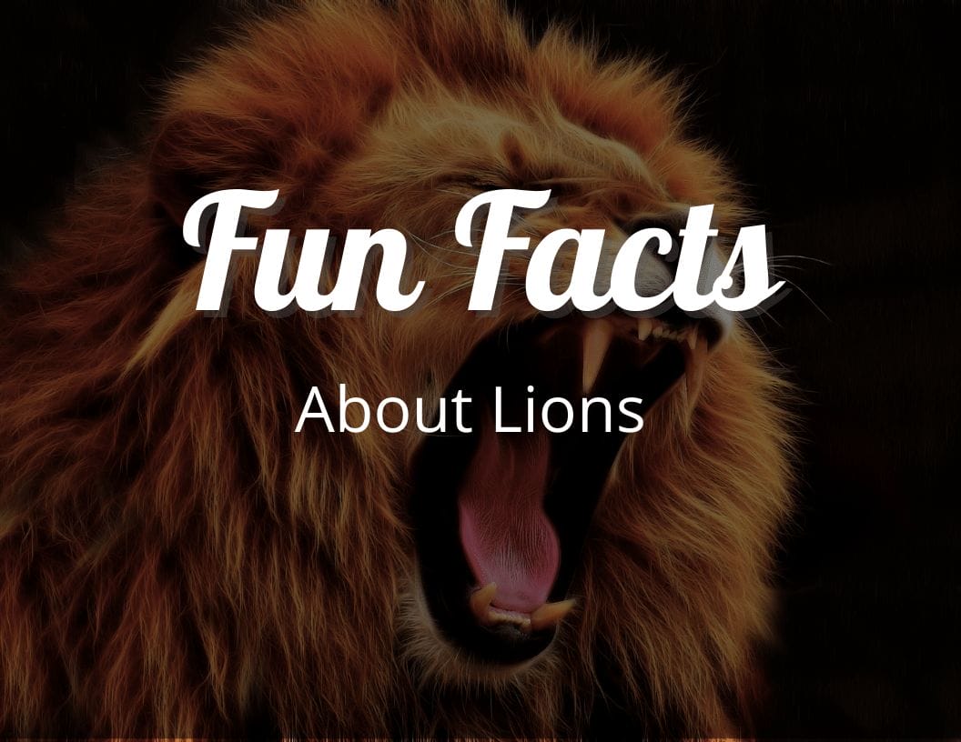 12 Incredible Fun Facts About Lions That Will Make You Admire Them Even More Craftythinking 12 Incredible Fun Facts About Lions That Will Make You Admire Them Even More Craftythinking