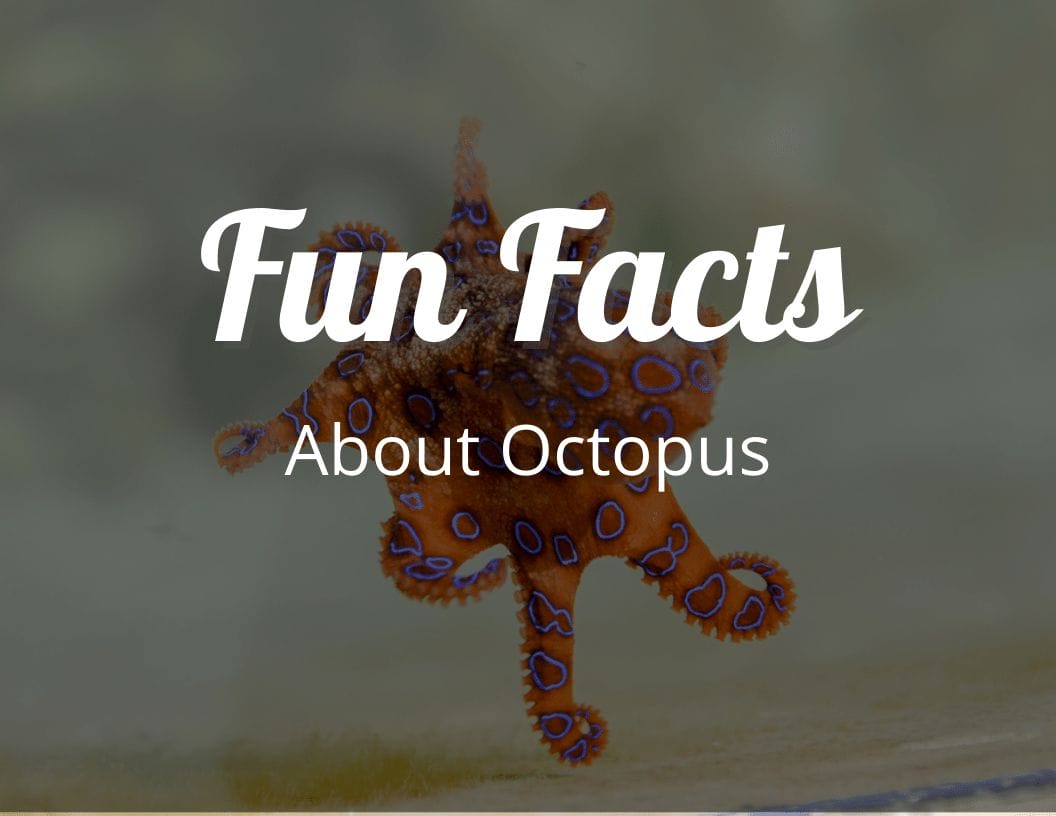 Fun Facts About Octopuses