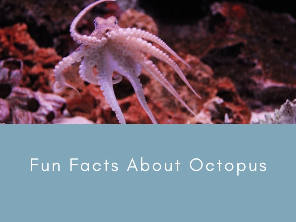 Fun Facts About Octopuses
