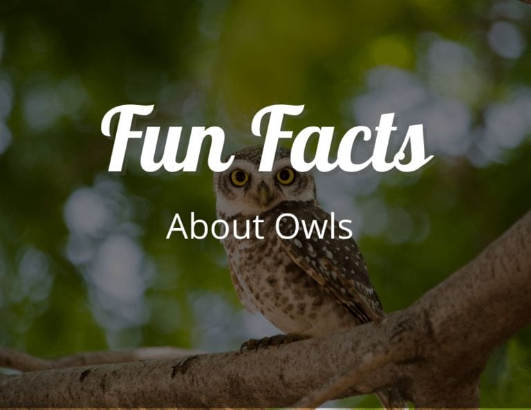 12 Intriguing Fun Facts About Owls That Will Make You Admire Them Even More!