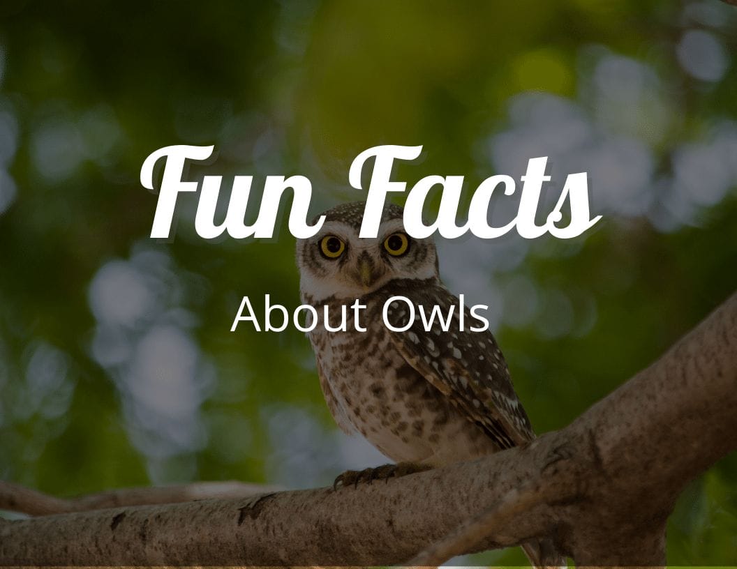 12 Intriguing Fun Facts About Owls That Will Make You Admire Them Even ...