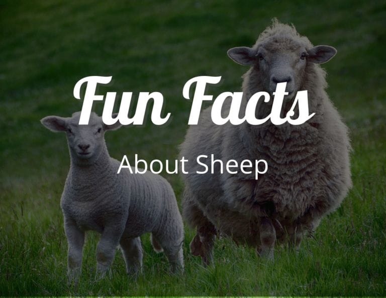 12 Baa-rilliant Fun Facts About Sheep That Will Leave You Awestruck!