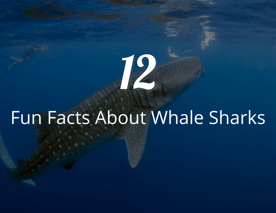 Fun Facts About Whale Sharks: Dive into the Ocean's Biggest Fish