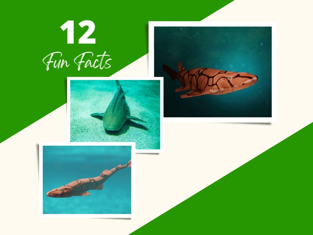 Fun Facts about Catsharks 