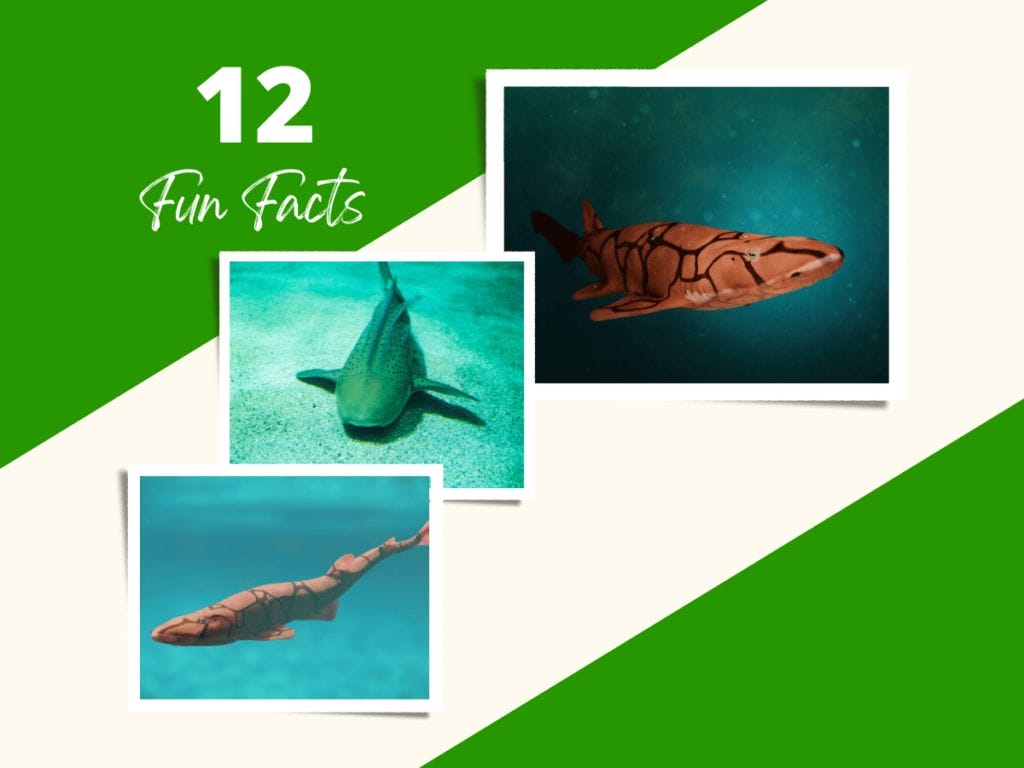 Fun Facts about Catsharks