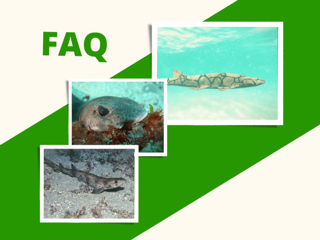 Fun Facts about Catsharks