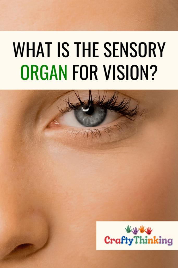 What is the Sensory Organ for the Visual System