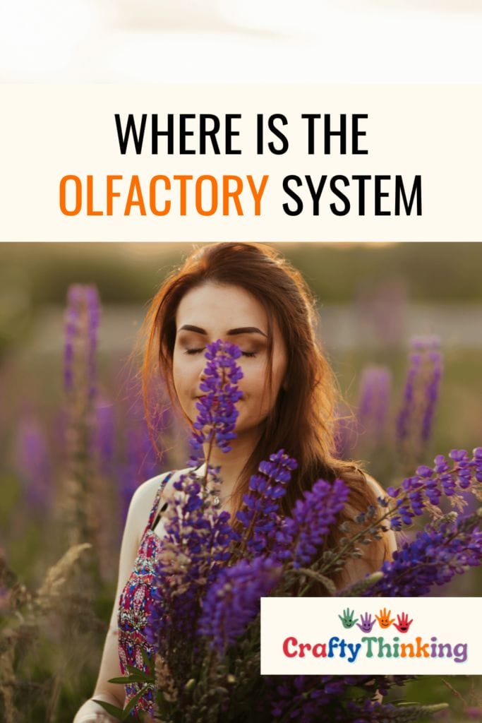 Where Is the Olfactory System and What Is Its Function