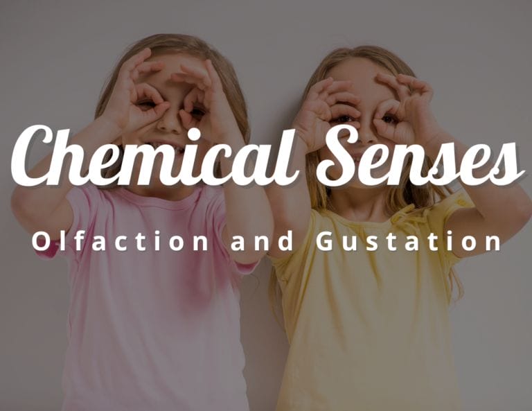 Why Are Olfaction and Gustation Called Chemical Senses?