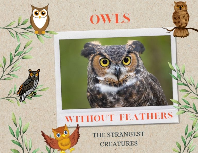 What are Owls Without Feathers? You won’t believe what they look like!