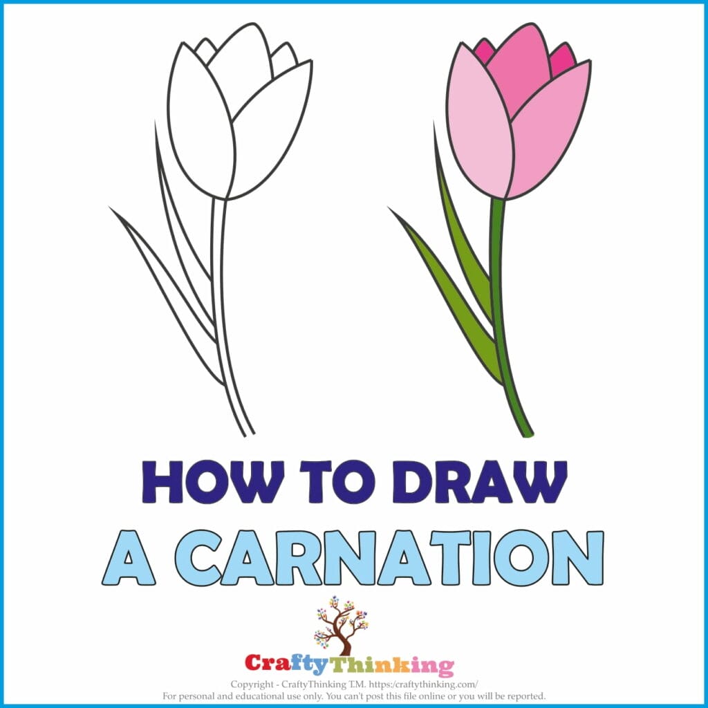 Draw Carnations