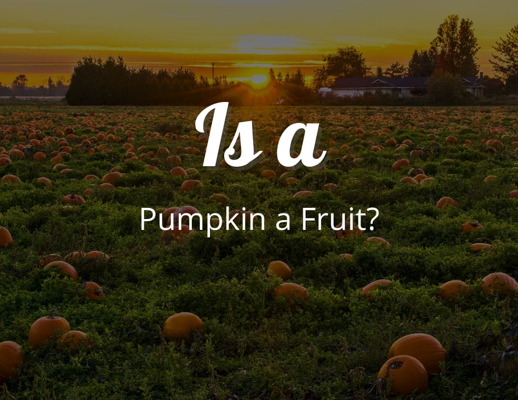 Is a Pumpkin a Fruit