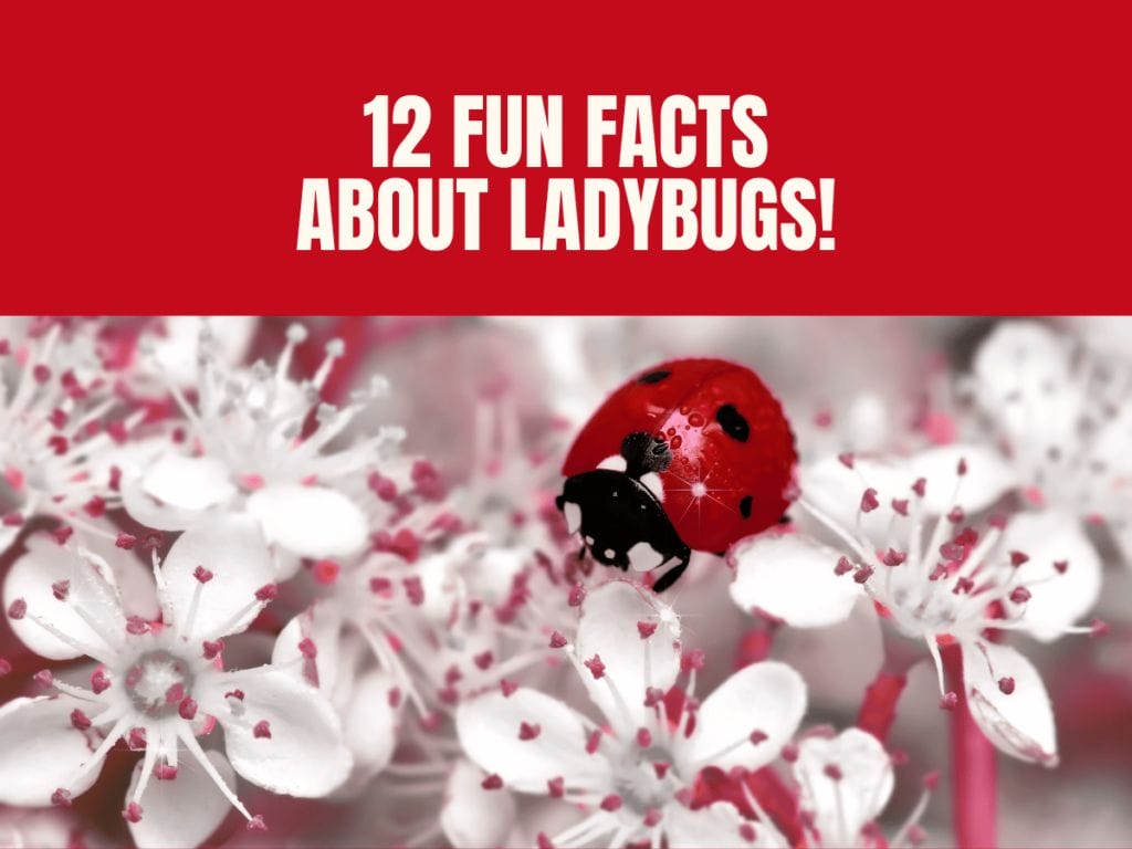 12 Fun Facts About Ladybugs Good Luck or Pest Control