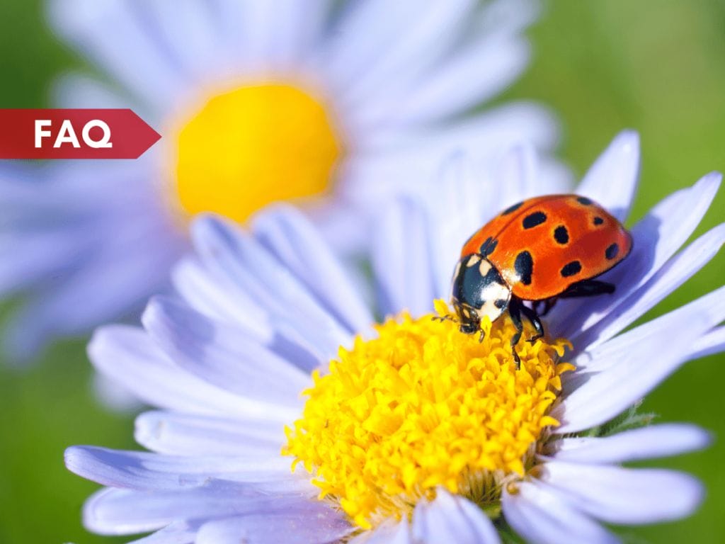12 Fun Facts About Ladybugs Good Luck or Pest Control