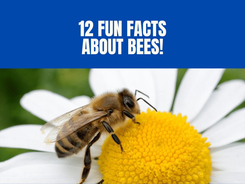 Beyond Honey 12 Fun Facts About Bees!