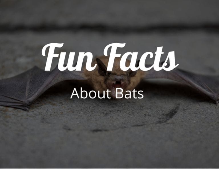 12 Amazing Fun Facts About Bats That Will Make You Admire Them Even More!