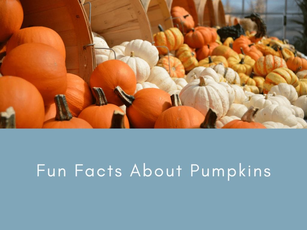 Fun Facts About Pumpkins