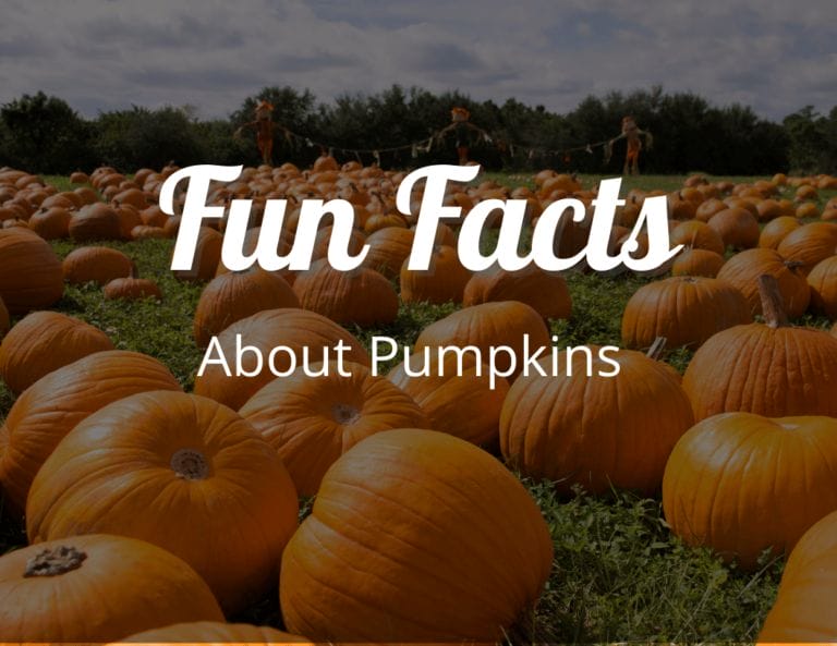 12 Amazing Fun Facts About Pumpkins That Will Spice Up Your Knowledge!